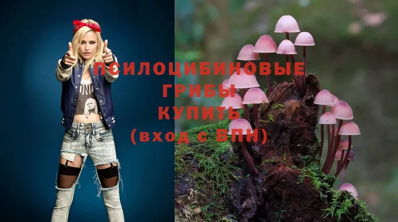 Псилоцибиновые грибы Cubensis  сколько стоит  Новомосковск 